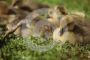 Cute ducks,Â Group of little yellow ducklings, Household